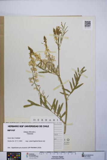 Galega officinalis [Espécimen: UCH:SQF:0005127]