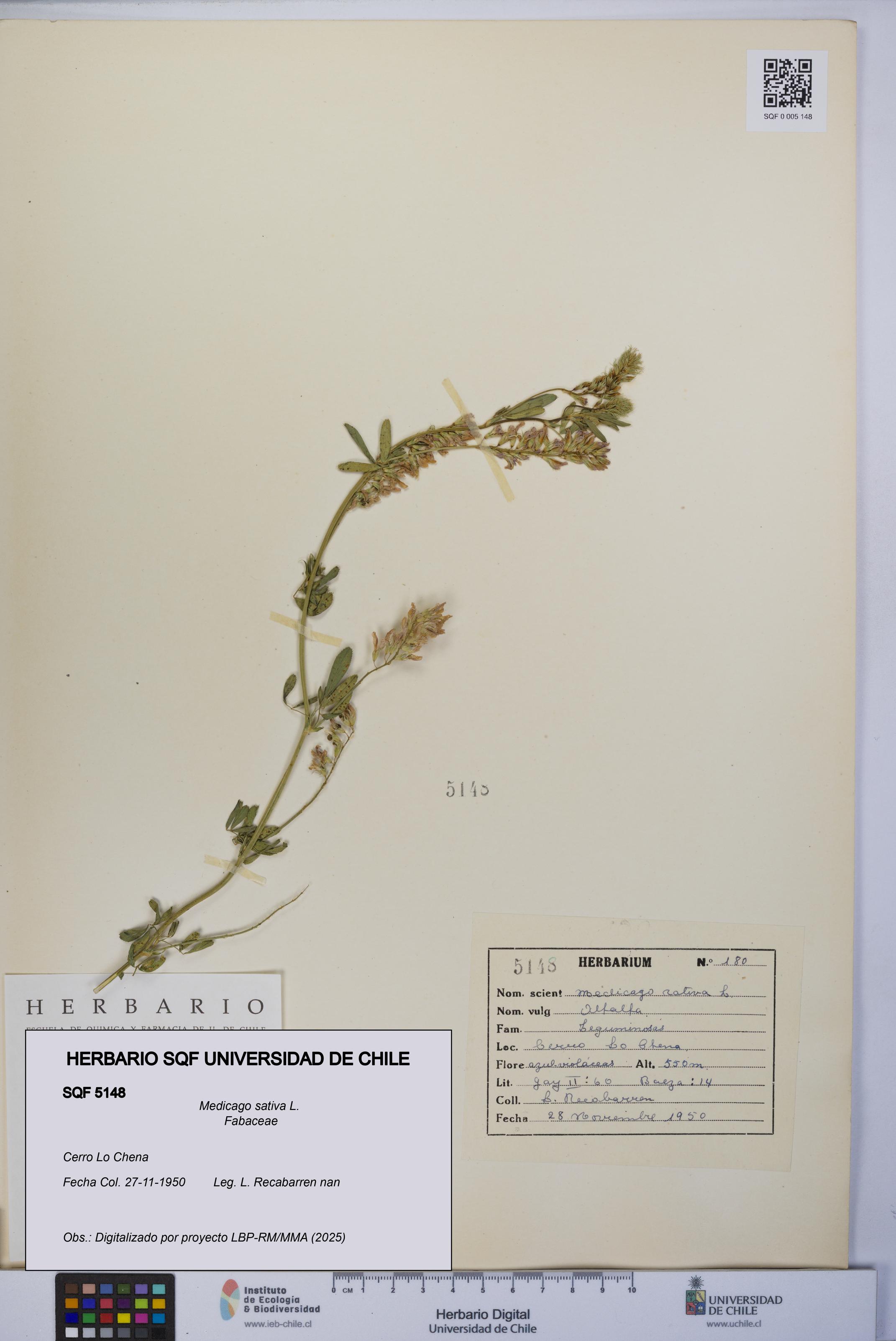 Medicago sativa [Espécimen: UCH:SQF:0005148]