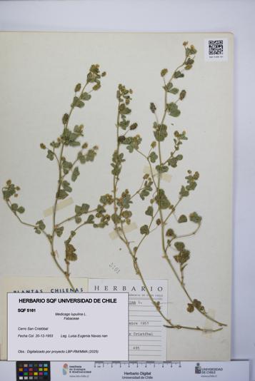 Medicago lupulina [Espécimen: UCH:SQF:0005161]