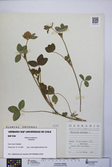 Trifolium pratense [Espécimen: UCH:SQF:0005164]