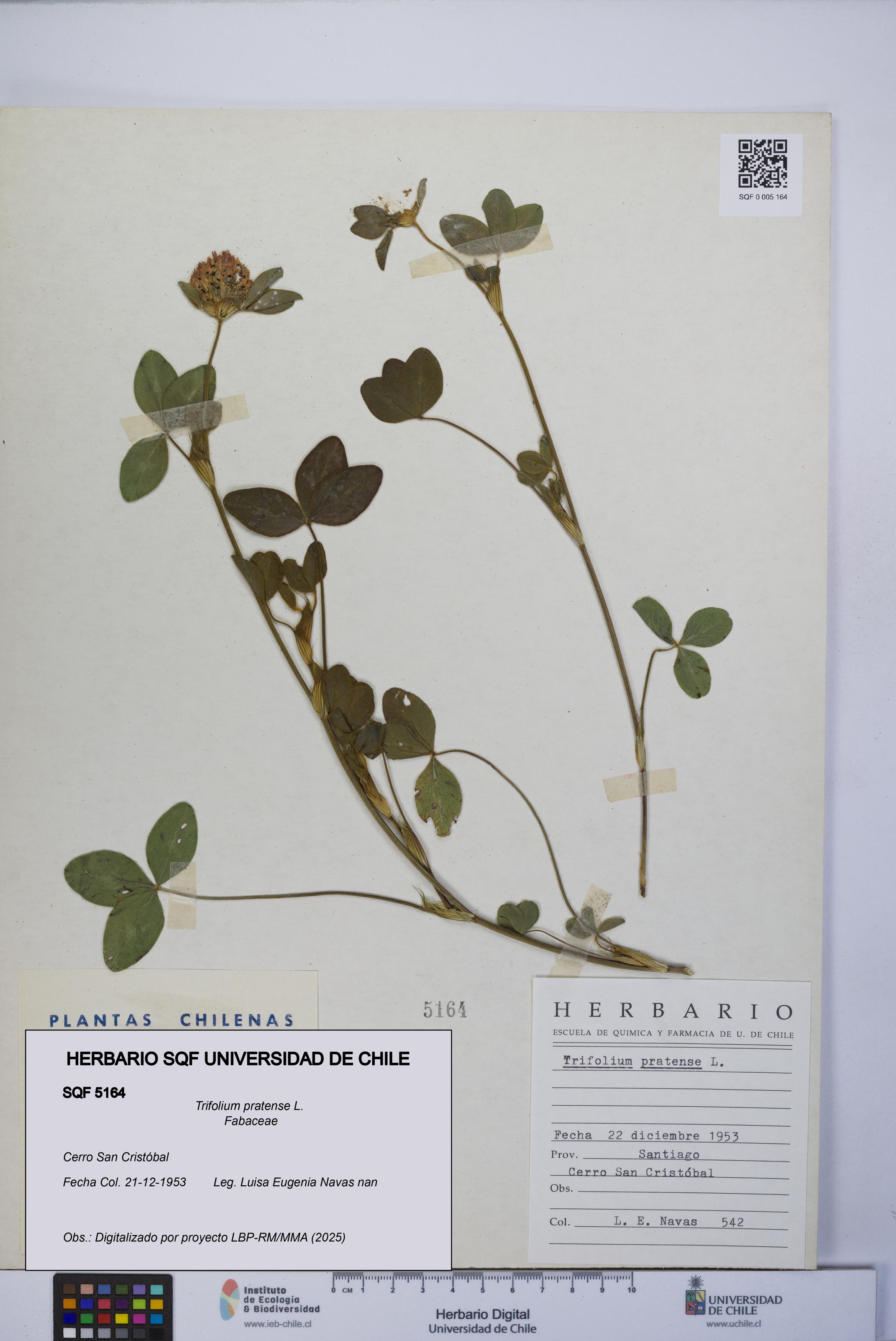 Trifolium pratense [Espécimen: UCH:SQF:0005164]