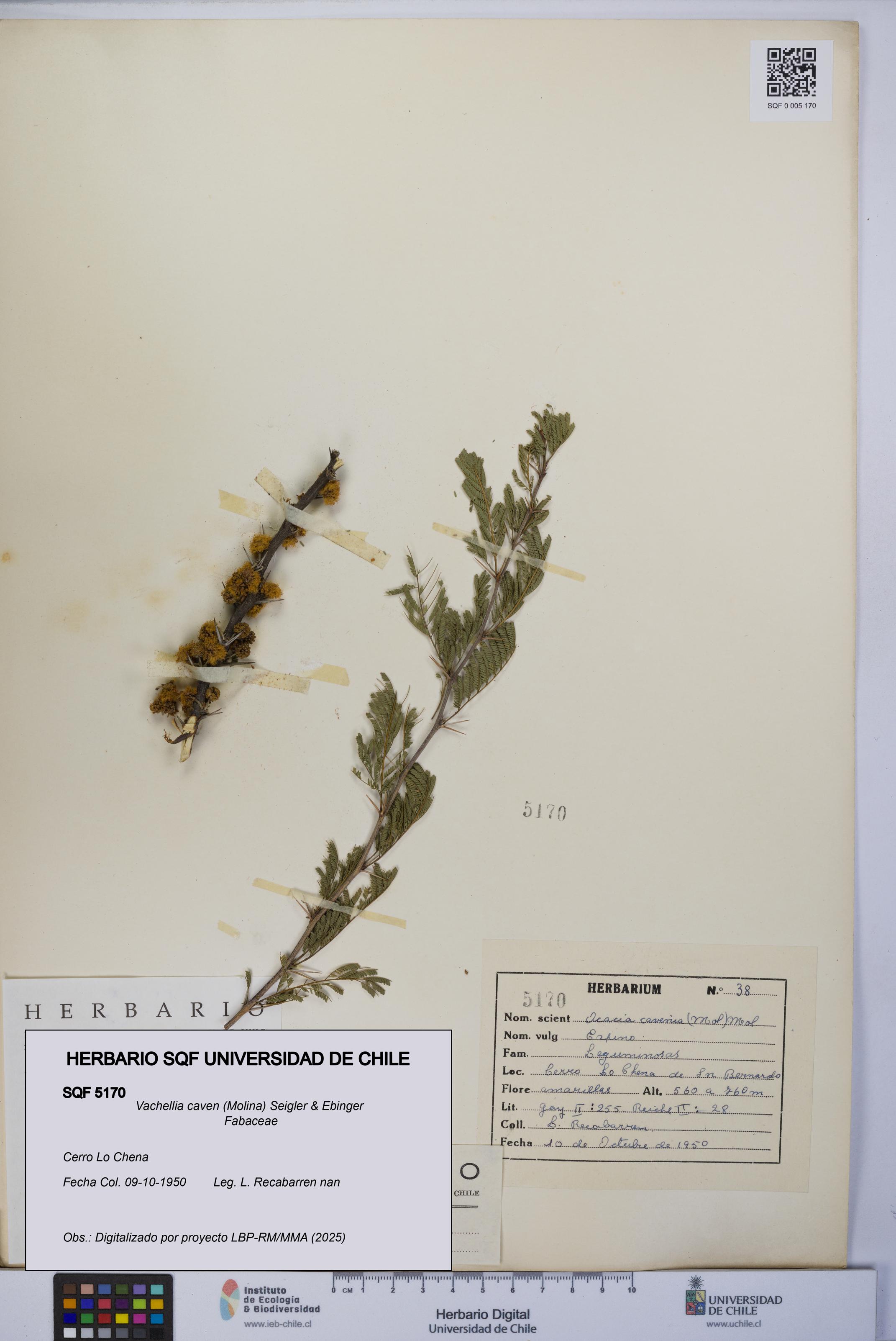 Vachellia caven [Espécimen: UCH:SQF:0005170]