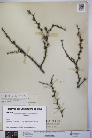 Vachellia caven [Espécimen: UCH:SQF:0005171]