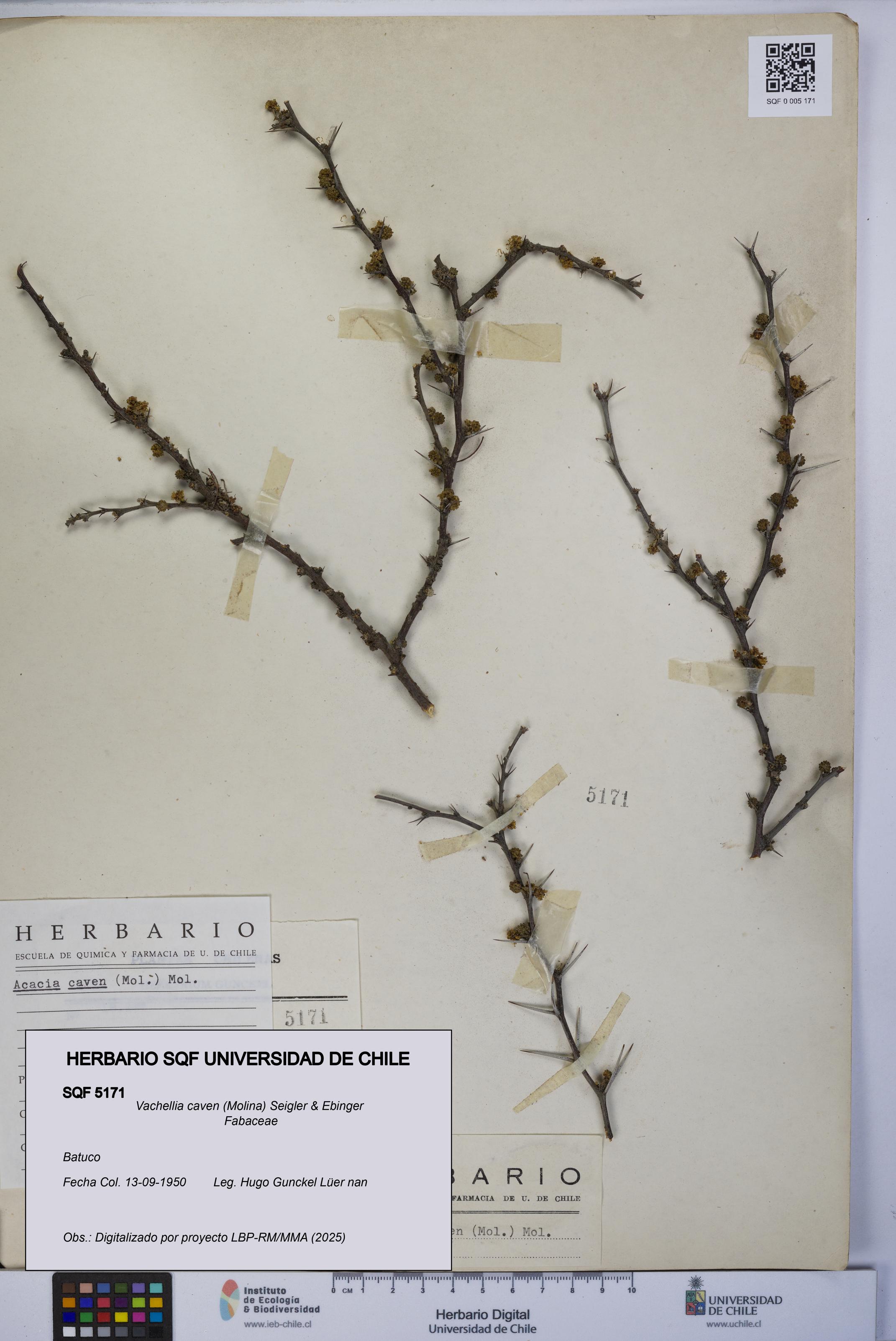 Vachellia caven [Espécimen: UCH:SQF:0005171]