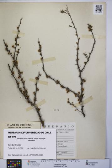 Vachellia caven [Espécimen: UCH:SQF:0005172]