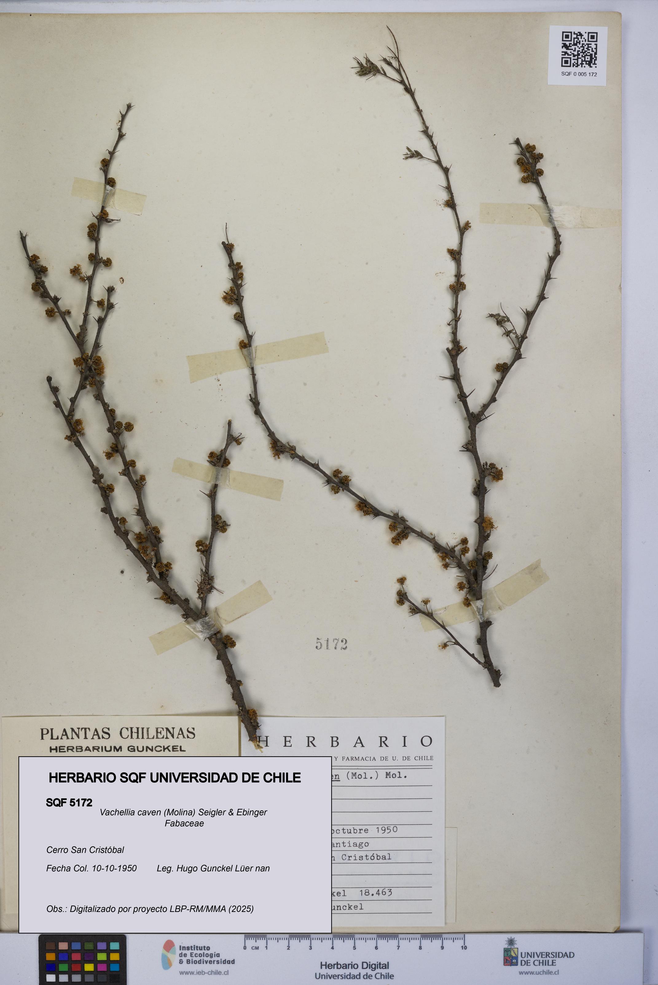 Vachellia caven [Espécimen: UCH:SQF:0005172]