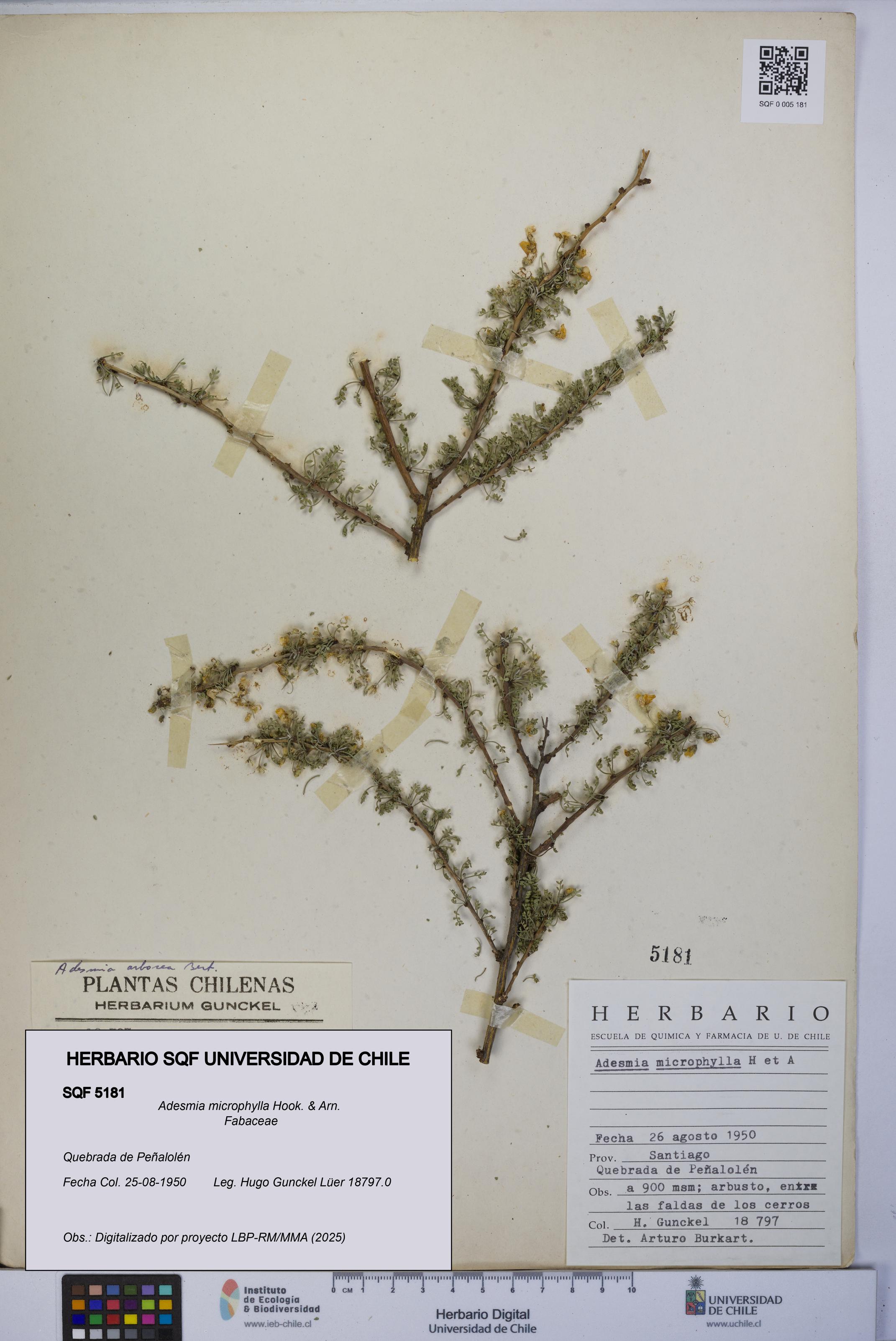 Adesmia microphylla [Espécimen: UCH:SQF:0005181]