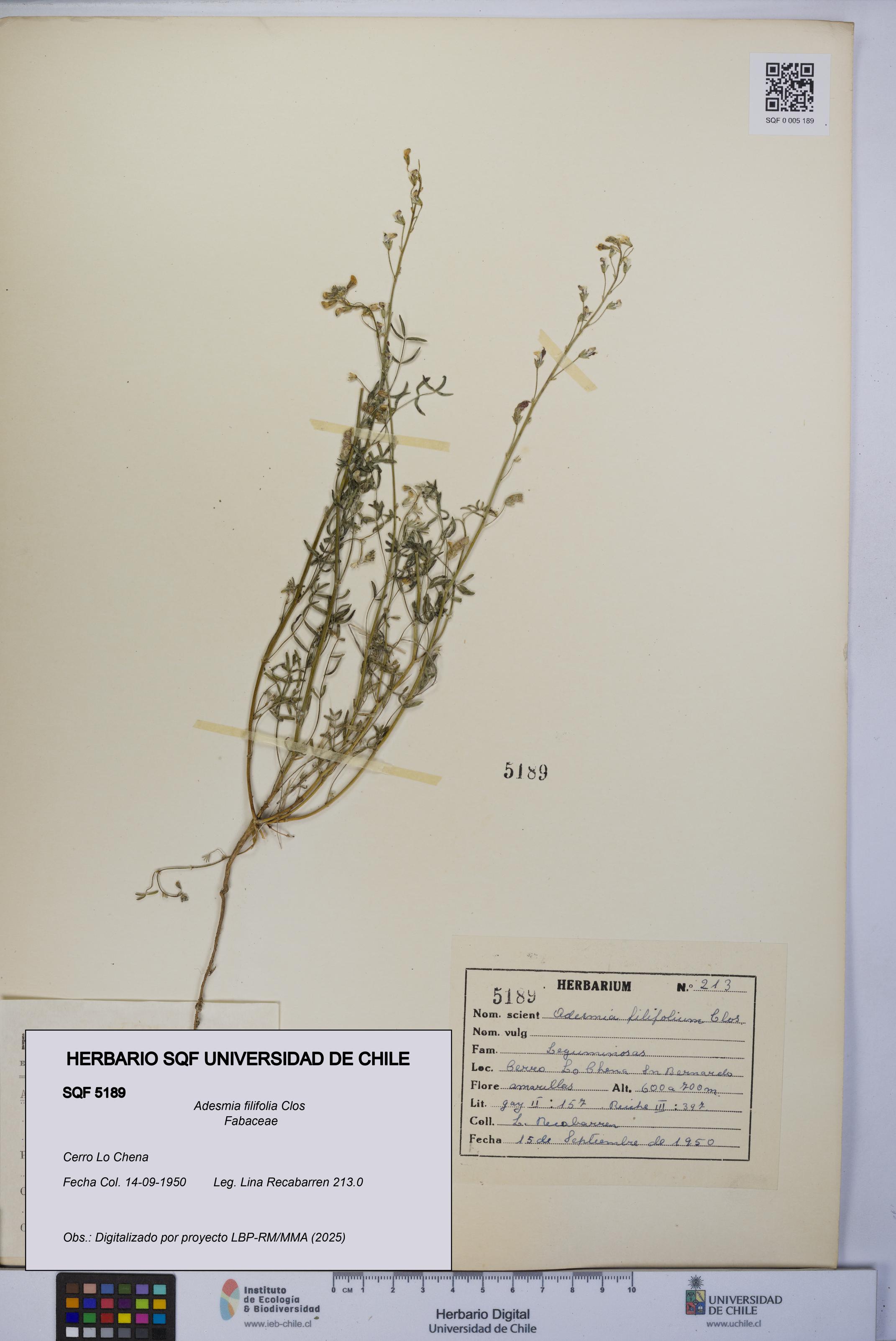 Adesmia filifolia [Espécimen: UCH:SQF:0005189]