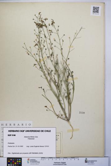 Adesmia filifolia [Espécimen: UCH:SQF:0005190]