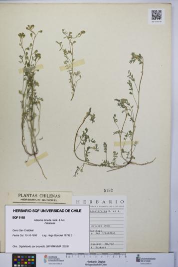 Adesmia tenella [Espécimen: UCH:SQF:0005192]