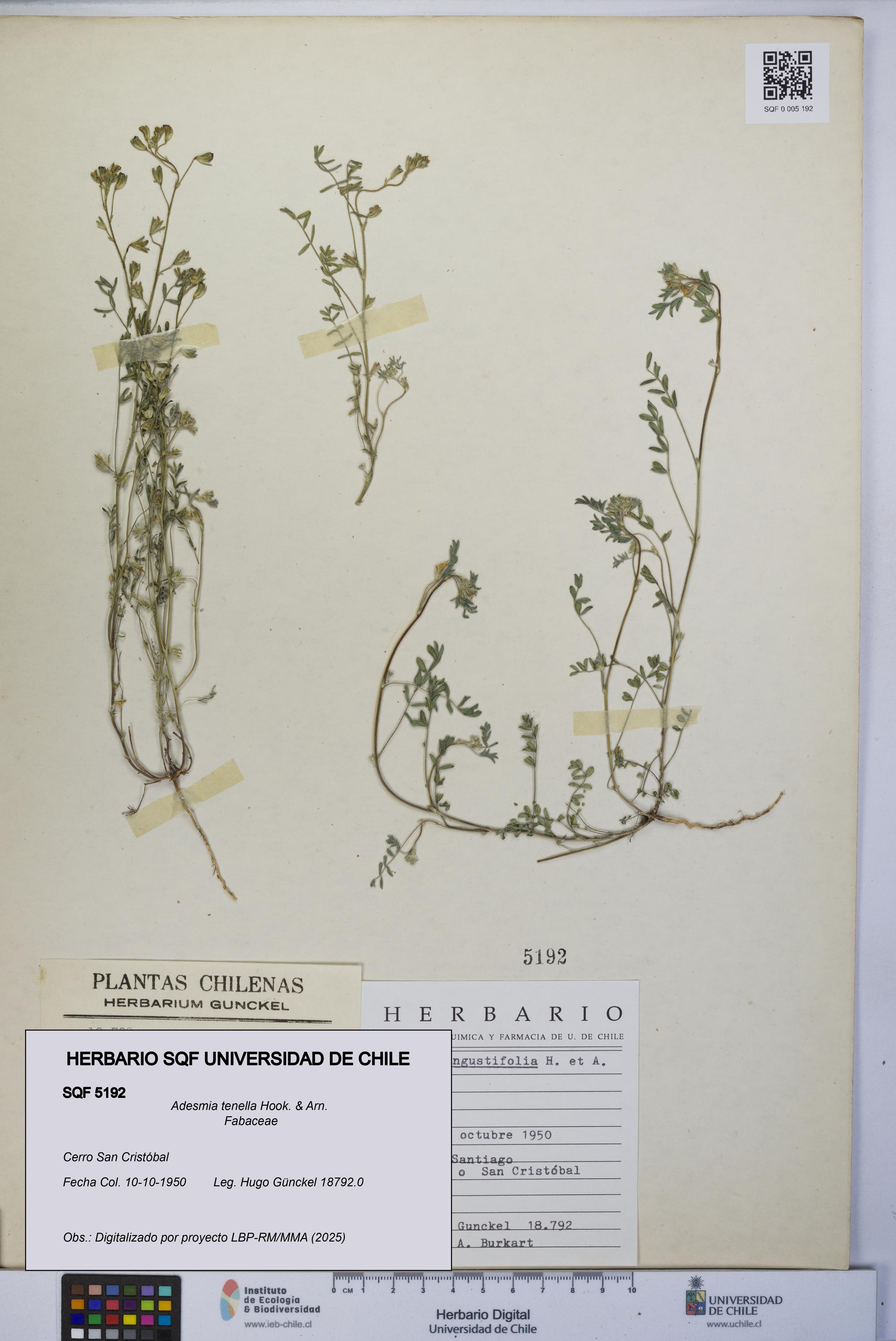 Adesmia tenella [Espécimen: UCH:SQF:0005192]