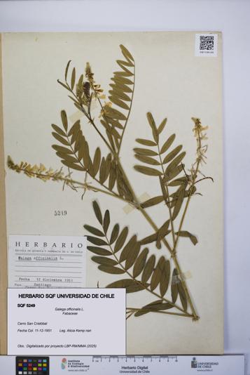 Galega officinalis [Espécimen: UCH:SQF:0005249]