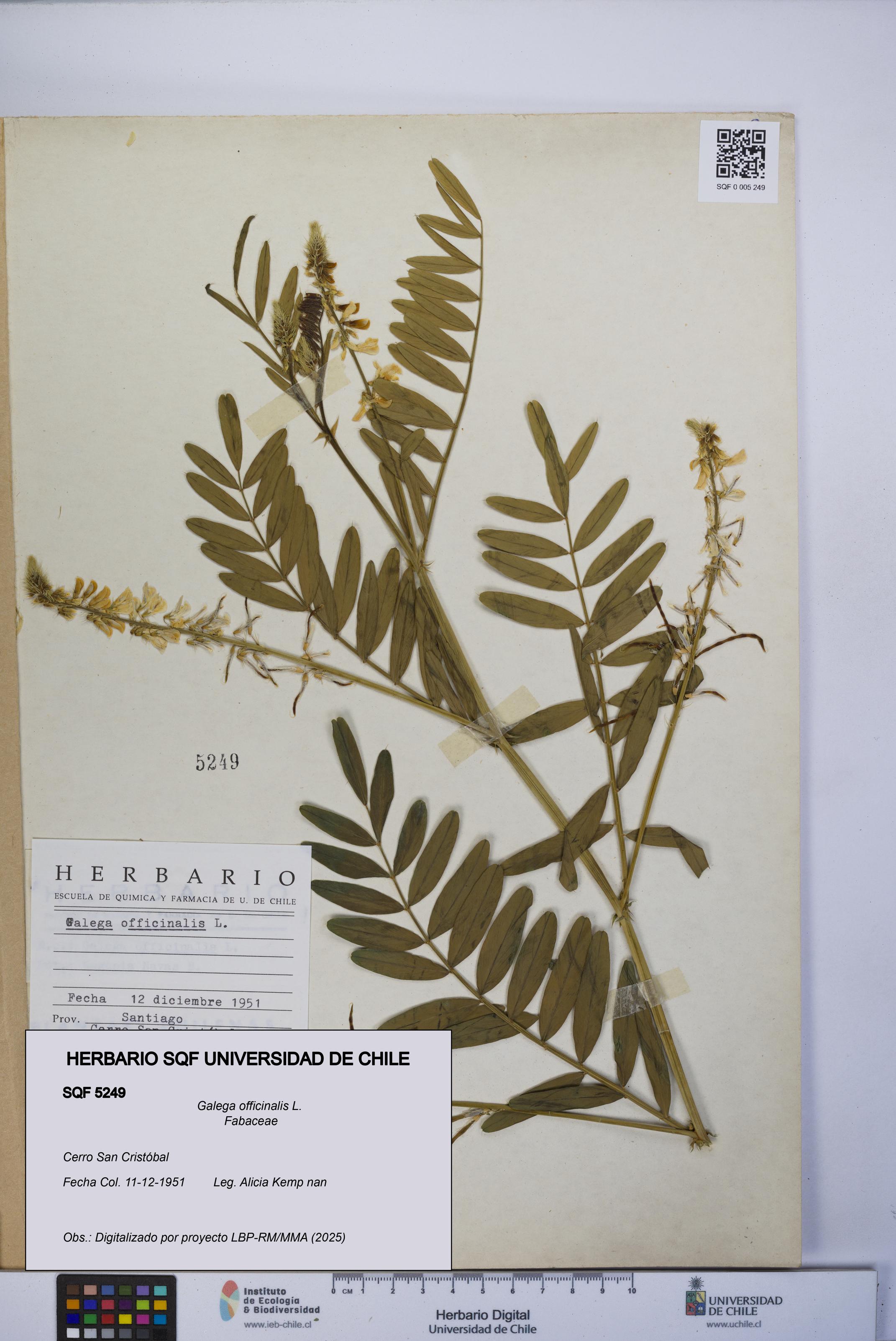 Galega officinalis [Espécimen: UCH:SQF:0005249]