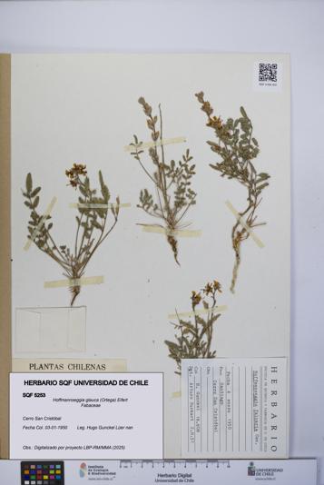 Hoffmannseggia glauca [Espécimen: UCH:SQF:0005253]