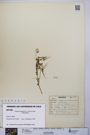Erodium cicutarium [Espécimen: UCH:SQF:0005262]
