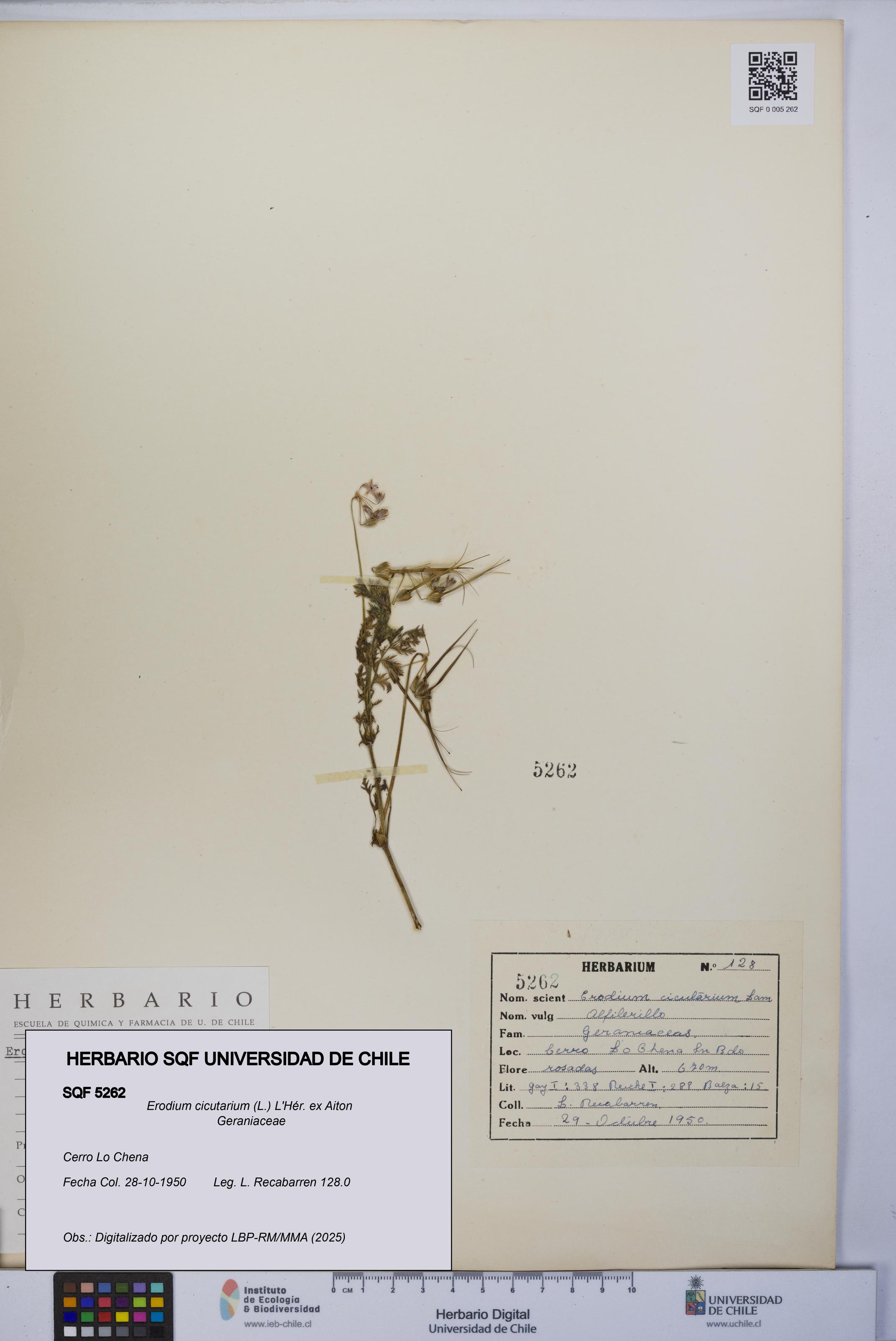 Erodium cicutarium [Espécimen: UCH:SQF:0005262]
