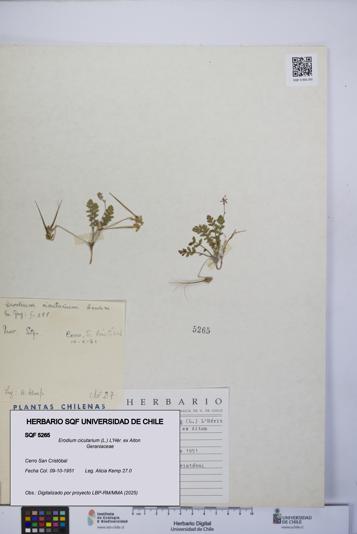 Erodium cicutarium [Espécimen: UCH:SQF:0005265]