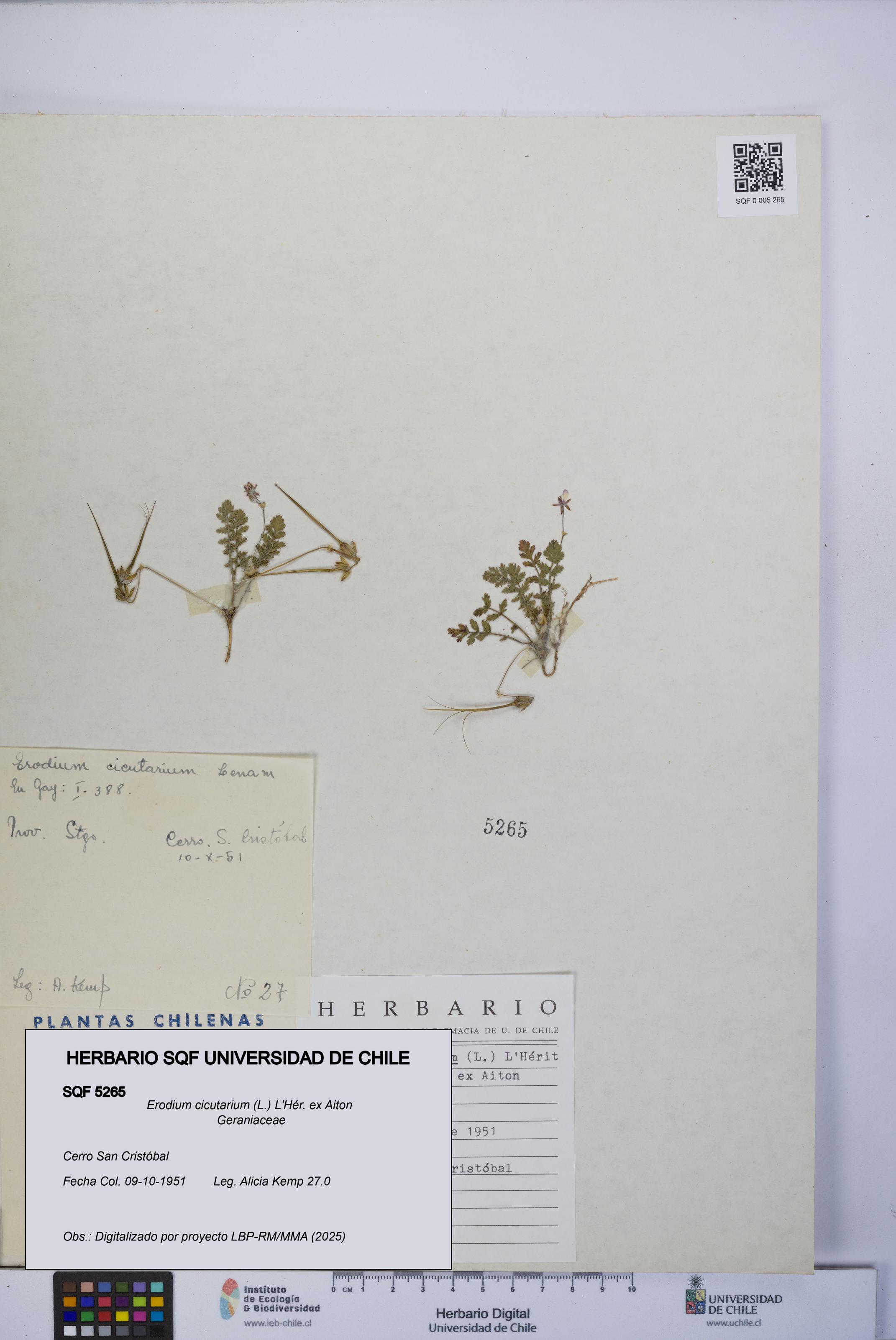 Erodium cicutarium [Espécimen: UCH:SQF:0005265]