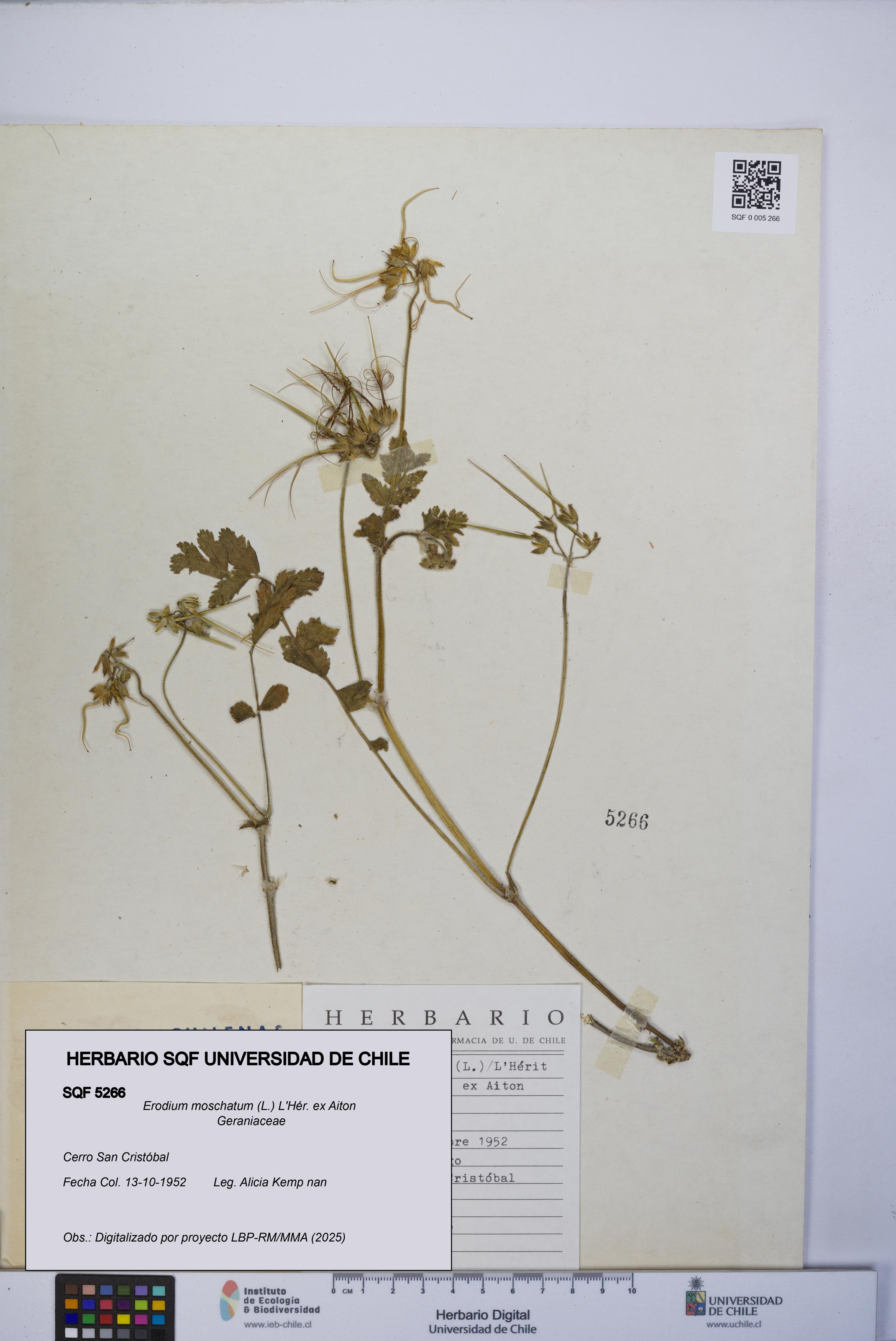 Erodium moschatum [Espécimen: UCH:SQF:0005266]