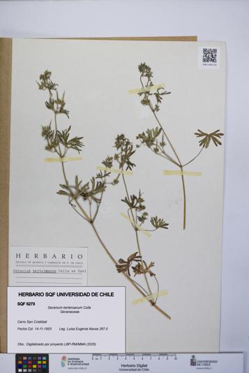 Geranium berteroanum [Espécimen: UCH:SQF:0005273]