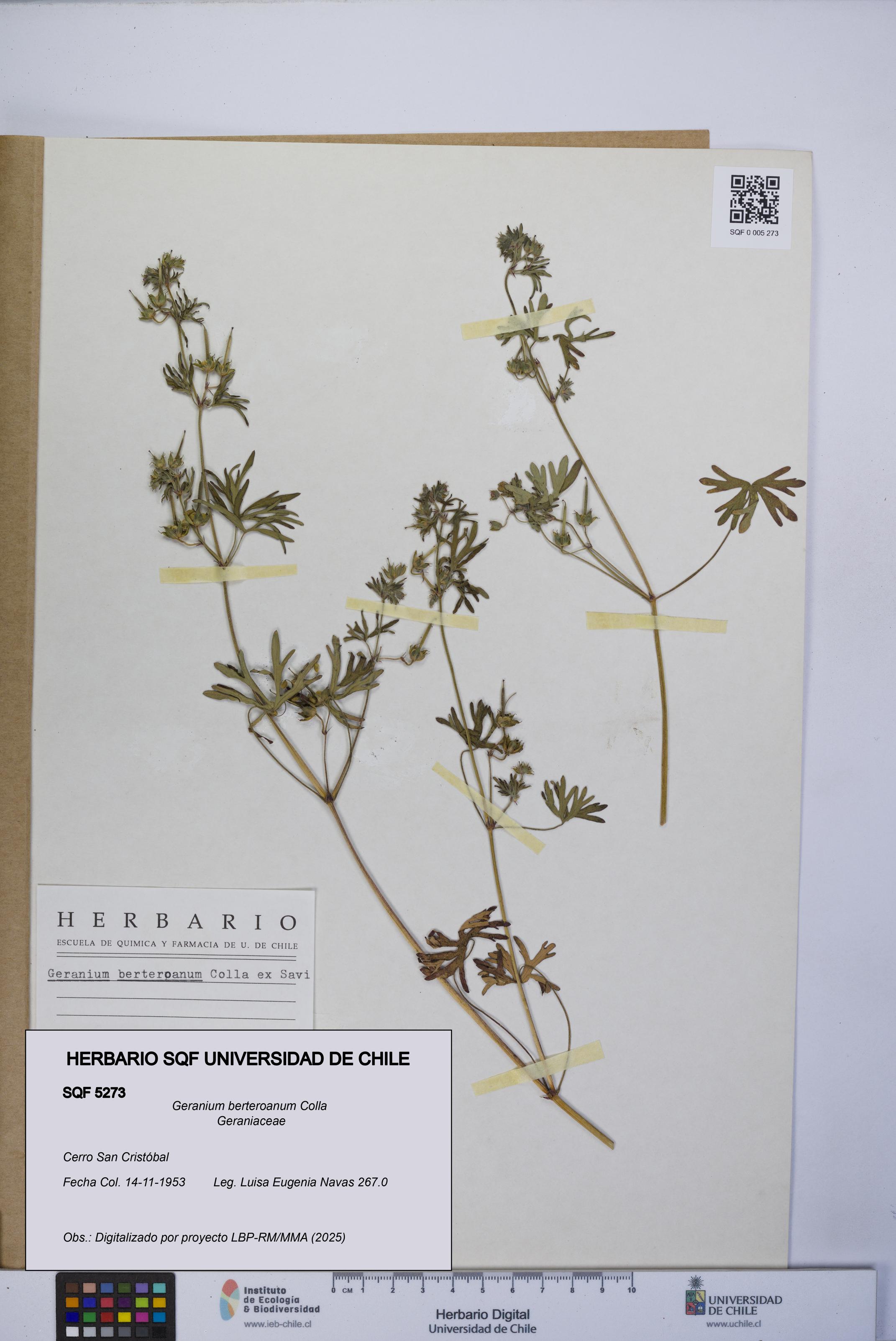 Geranium berteroanum [Espécimen: UCH:SQF:0005273]