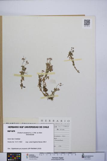 Erodium cicutarium [Espécimen: UCH:SQF:0005275]