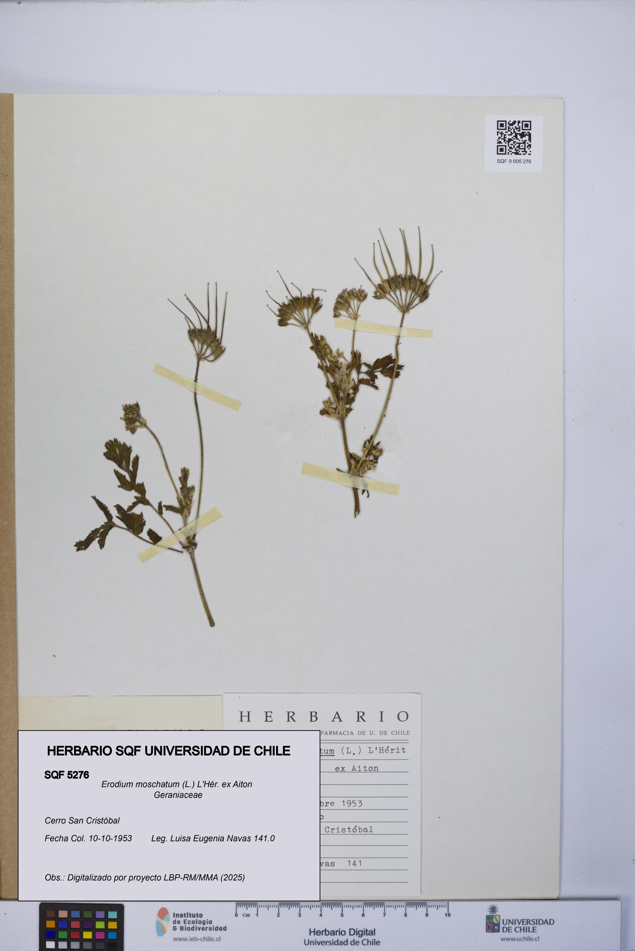 Erodium moschatum [Espécimen: UCH:SQF:0005276]