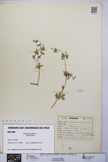 Geranium pusillum [Espécimen: UCH:SQF:0005299]