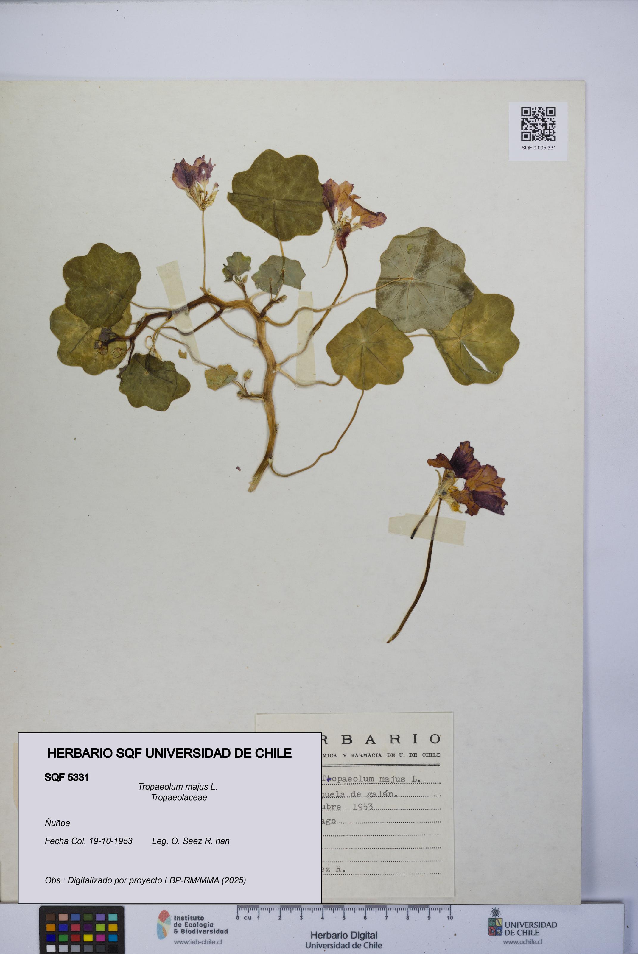 Tropaeolum majus [Espécimen: UCH:SQF:0005331]