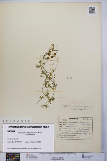 Tropaeolum brachyceras [Espécimen: UCH:SQF:0005332]