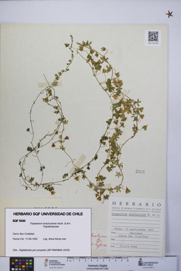 Tropaeolum brachyceras [Espécimen: UCH:SQF:0005333]