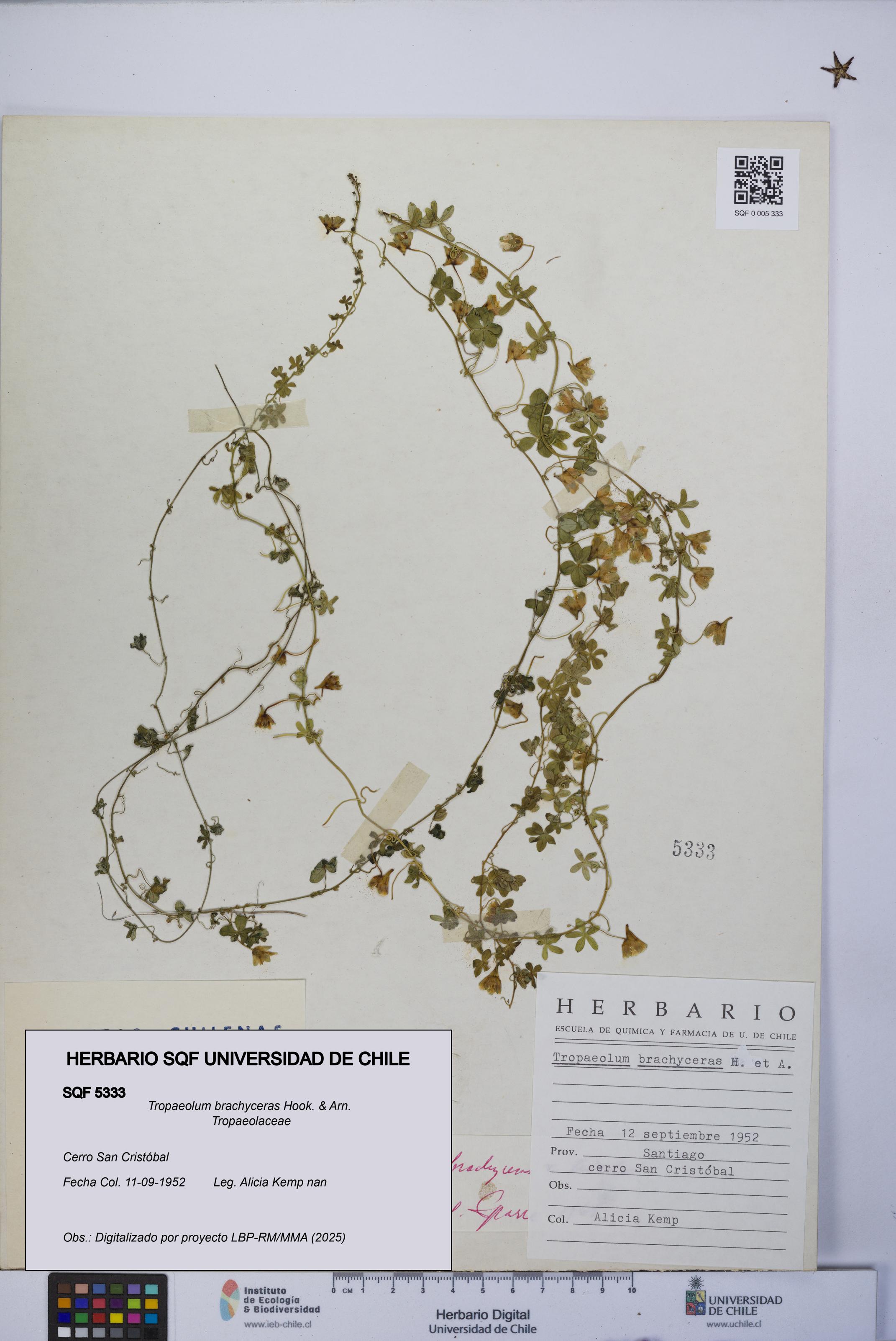 Tropaeolum brachyceras [Espécimen: UCH:SQF:0005333]