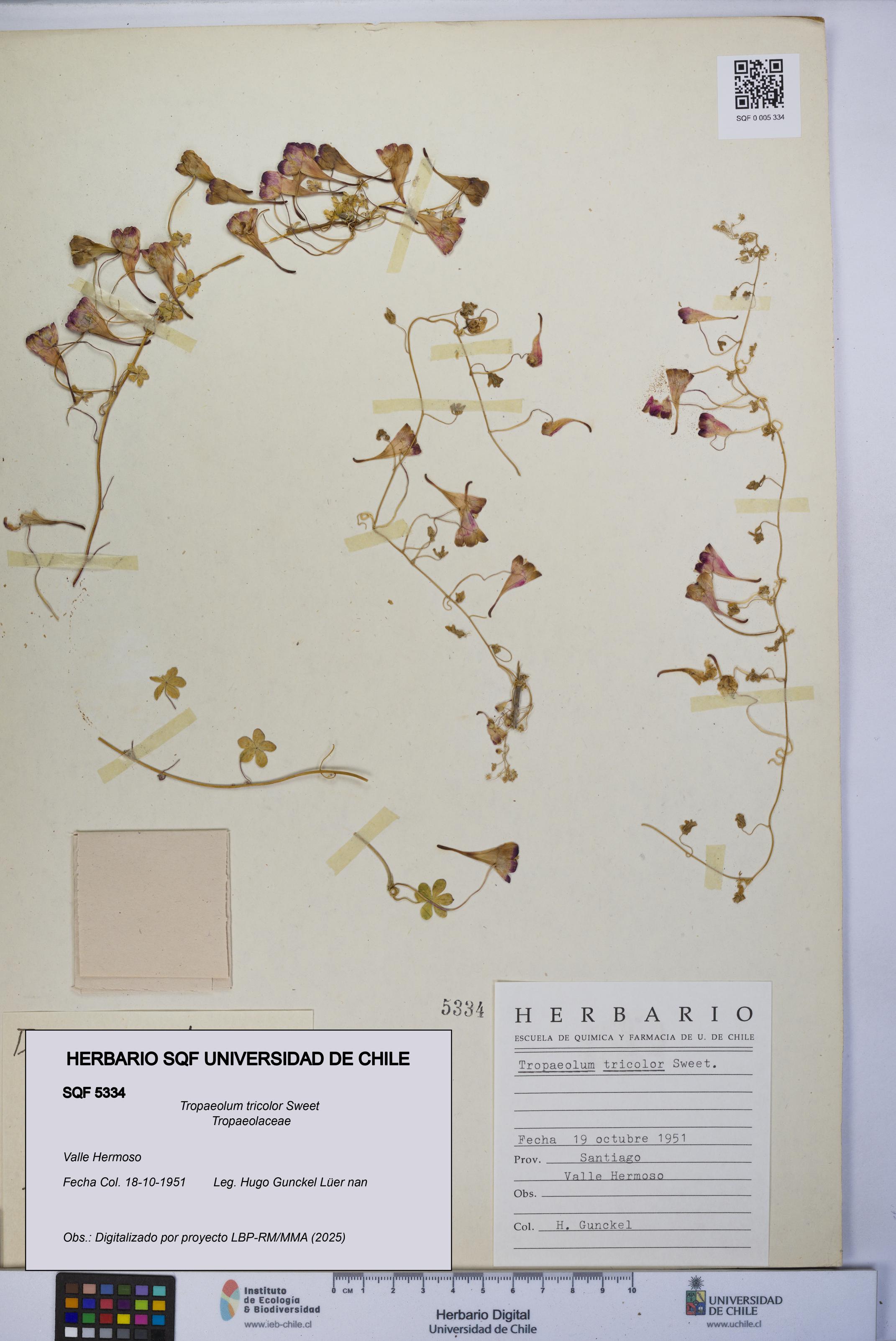 Tropaeolum tricolor [Espécimen: UCH:SQF:0005334]