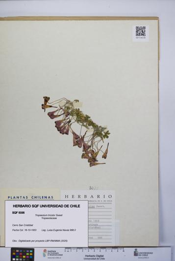 Tropaeolum tricolor [Espécimen: UCH:SQF:0005335]