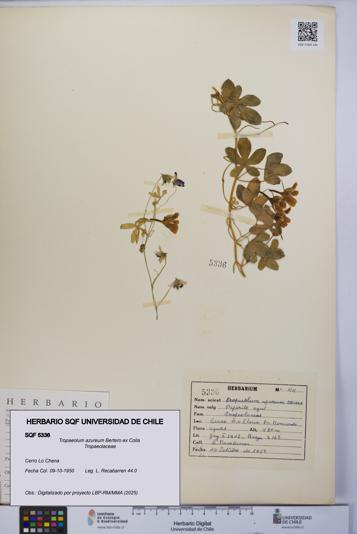 Tropaeolum azureum [Espécimen: UCH:SQF:0005336]