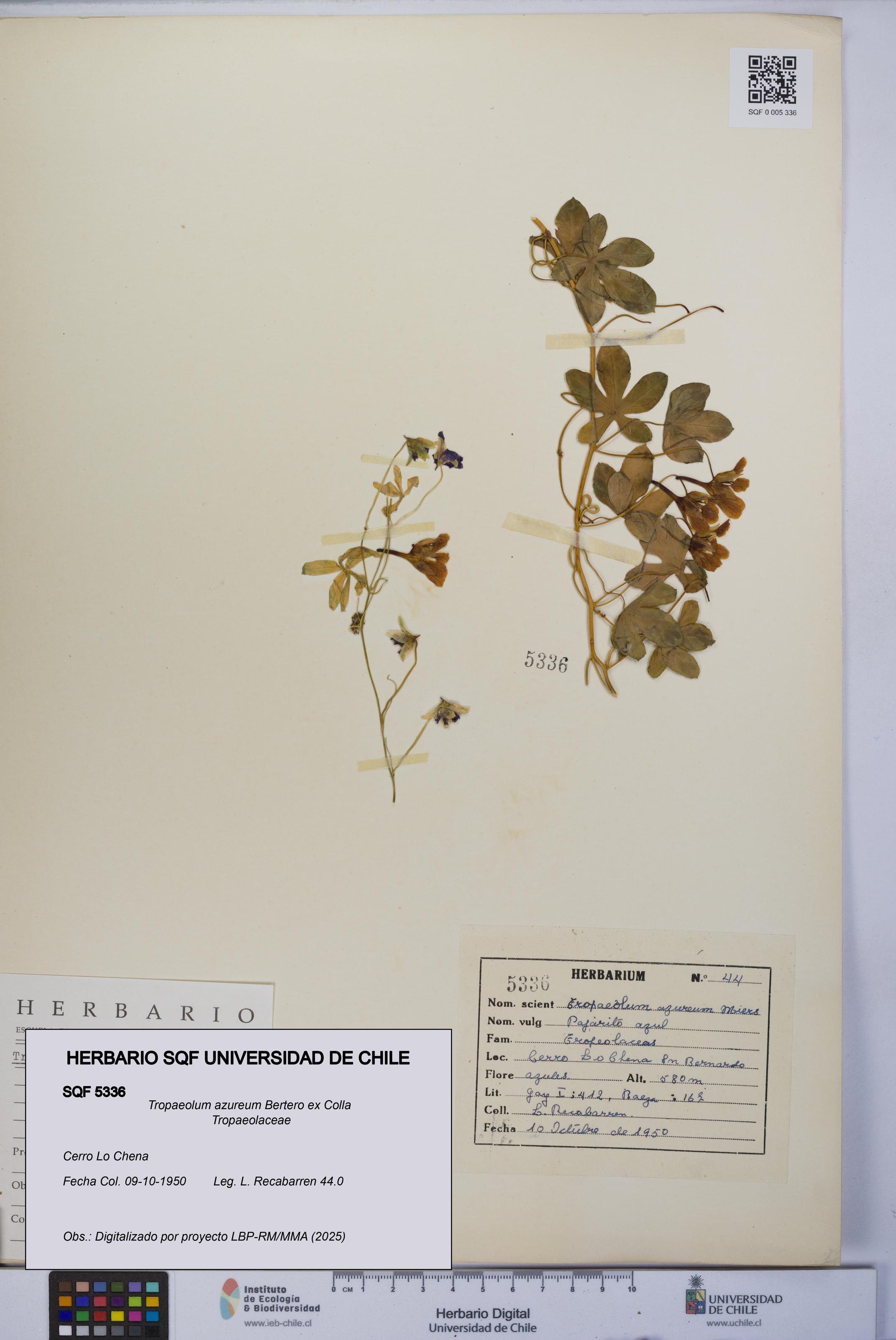 Tropaeolum azureum [Espécimen: UCH:SQF:0005336]