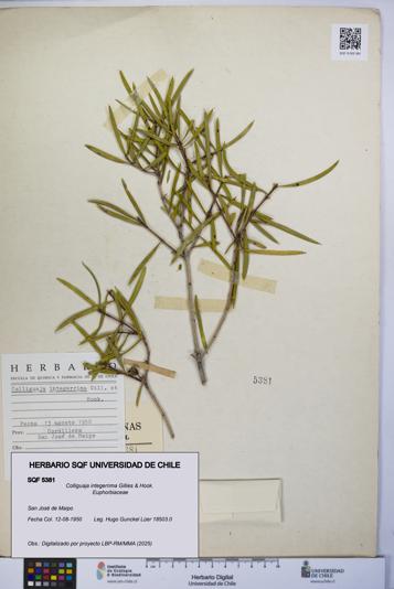 Colliguaja integerrima [Espécimen: UCH:SQF:0005381]