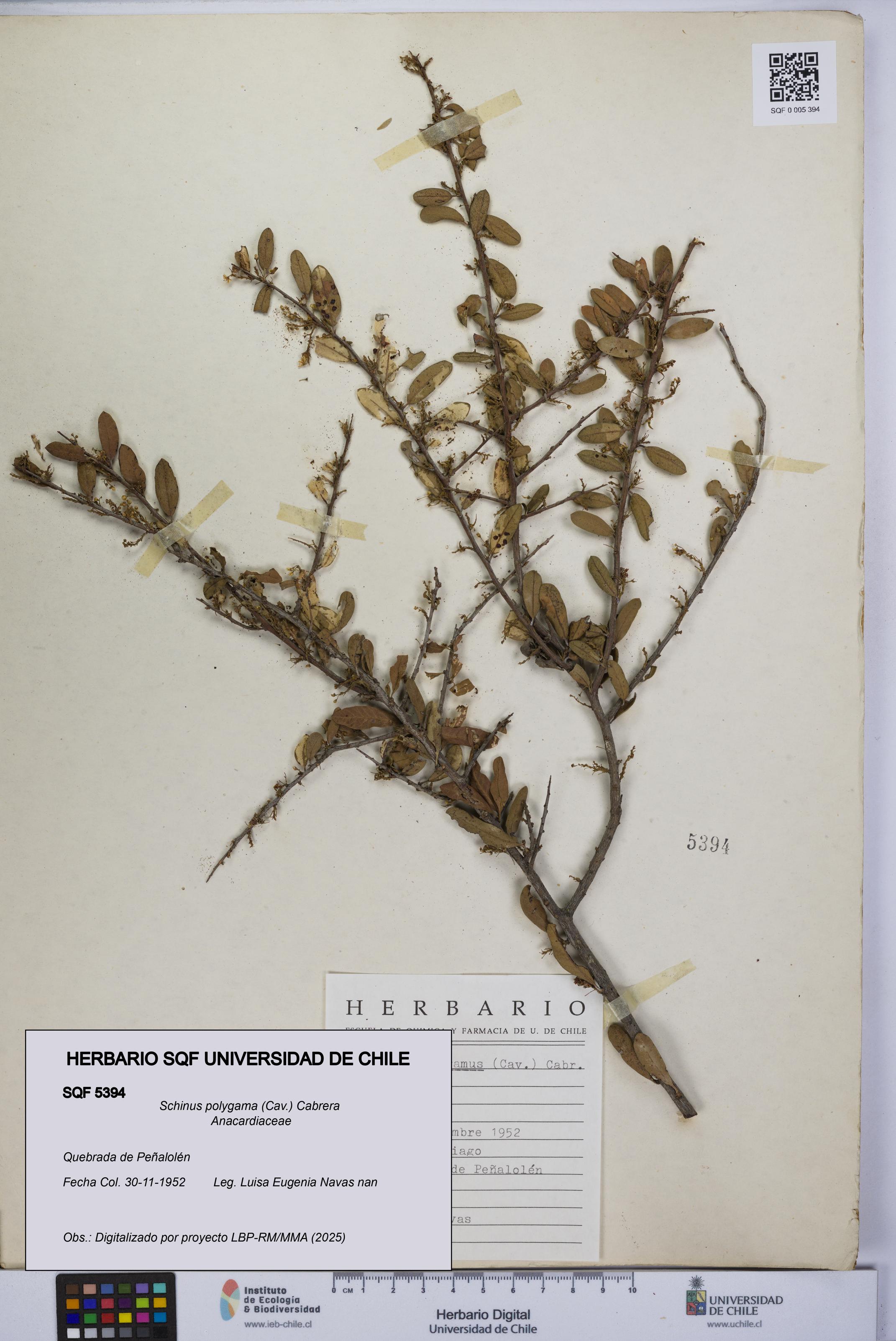 Schinus polygama [Espécimen: UCH:SQF:0005394]