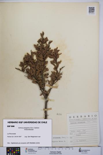 Schinus polygama [Espécimen: UCH:SQF:0005395]