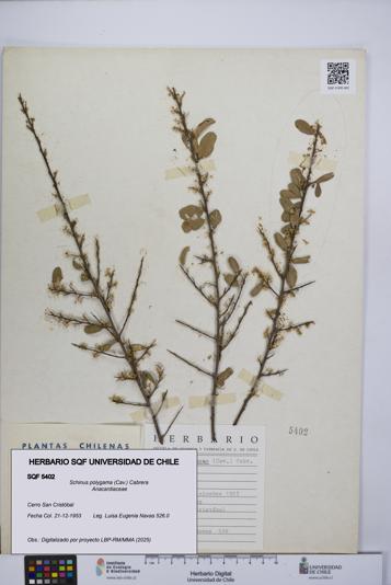 Schinus polygama [Espécimen: UCH:SQF:0005402]