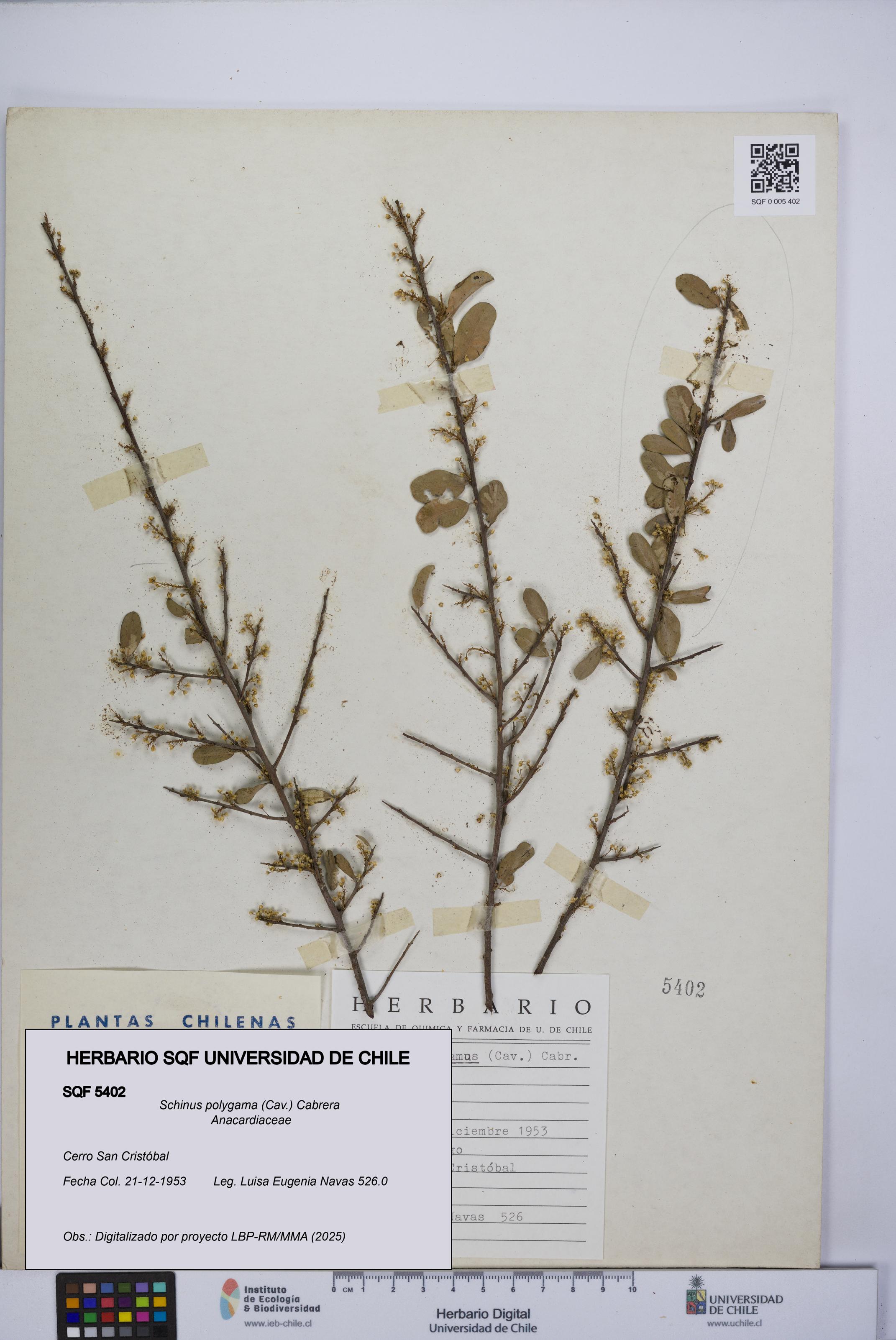 Schinus polygama [Espécimen: UCH:SQF:0005402]