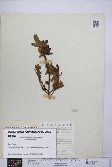 Schinus polygama [Espécimen: UCH:SQF:0005404]