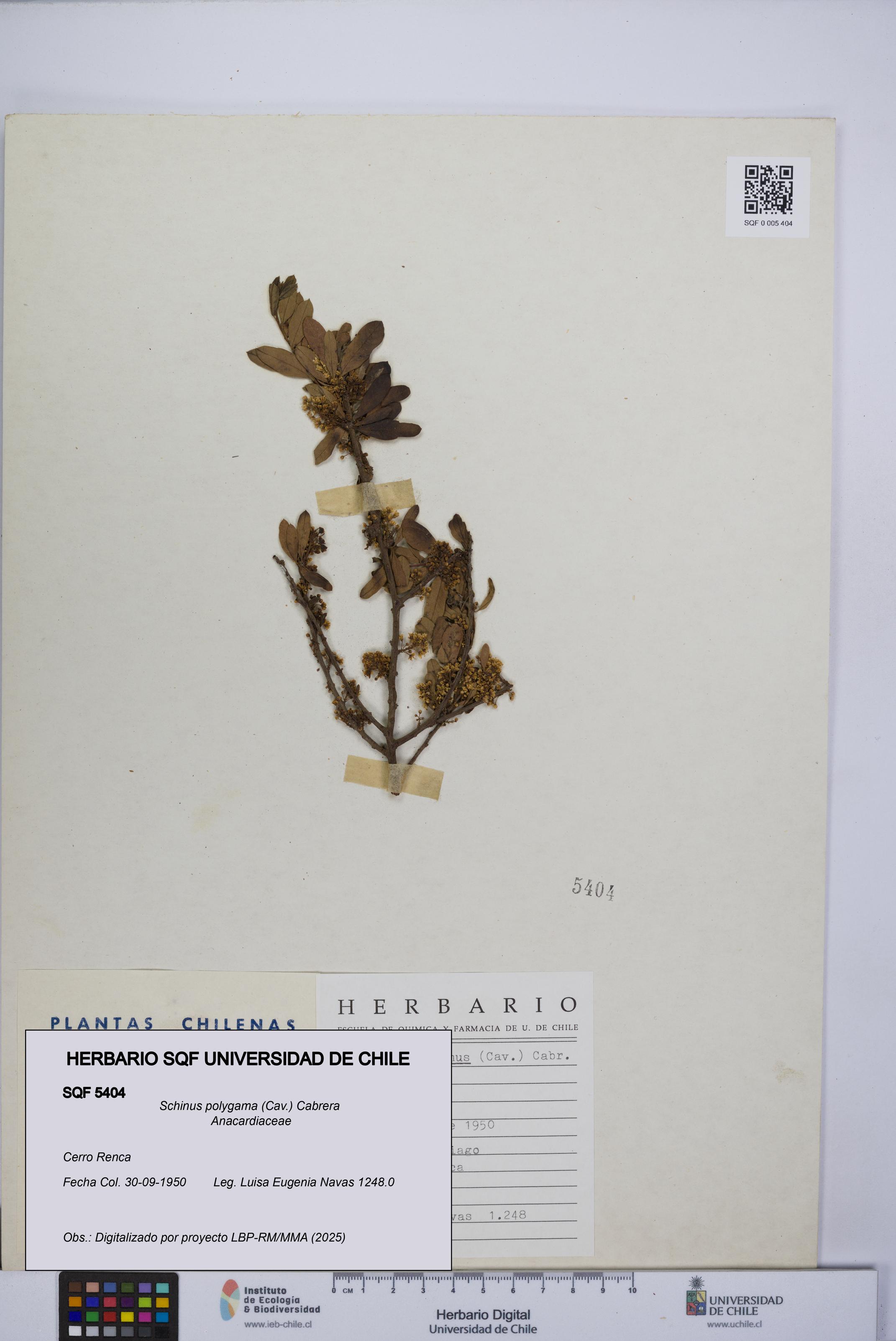 Schinus polygama [Espécimen: UCH:SQF:0005404]