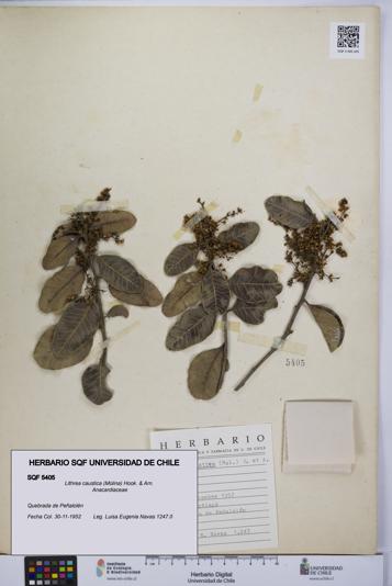 Lithrea caustica [Espécimen: UCH:SQF:0005405]