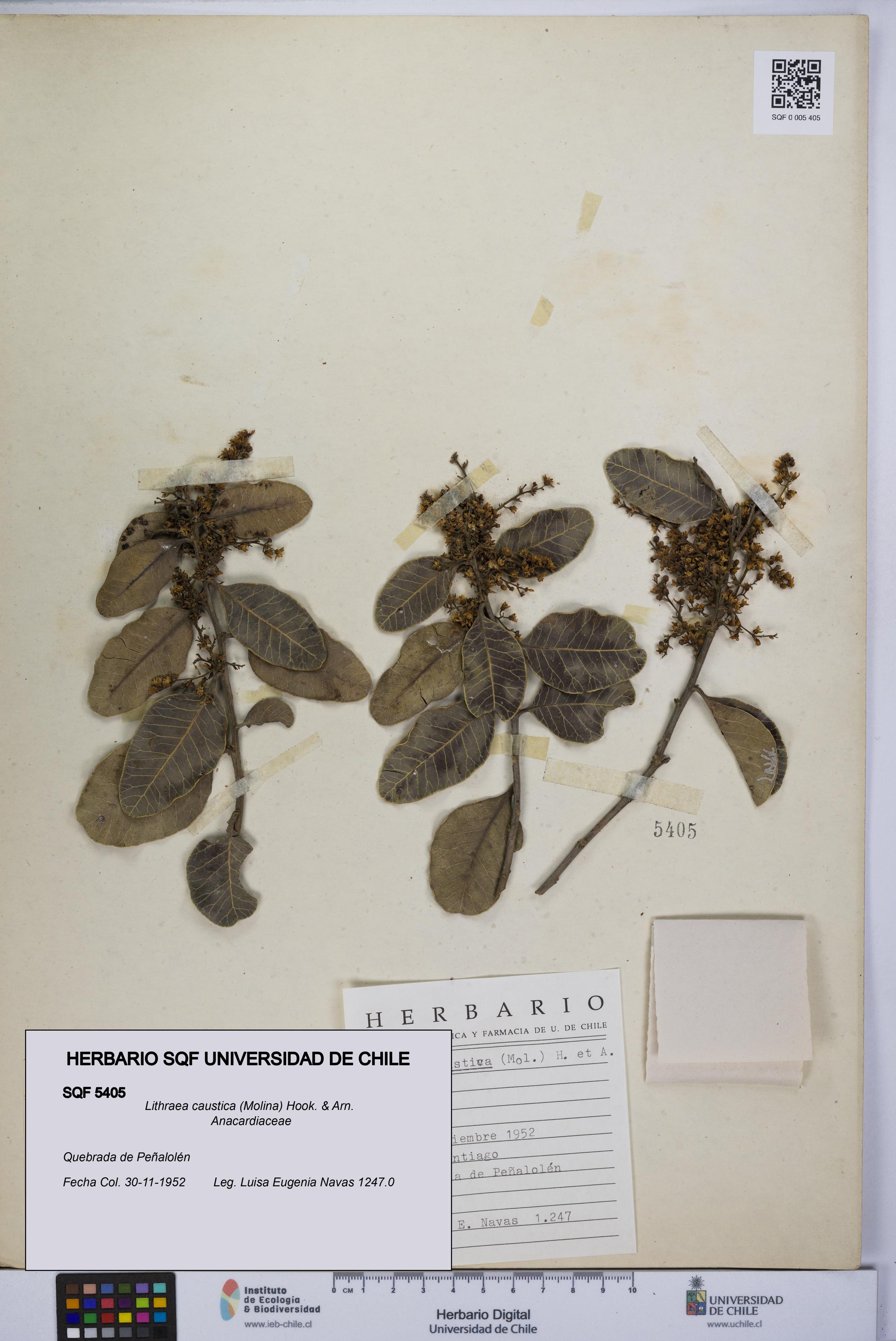 Lithraea caustica [Espécimen: UCH:SQF:0005405]