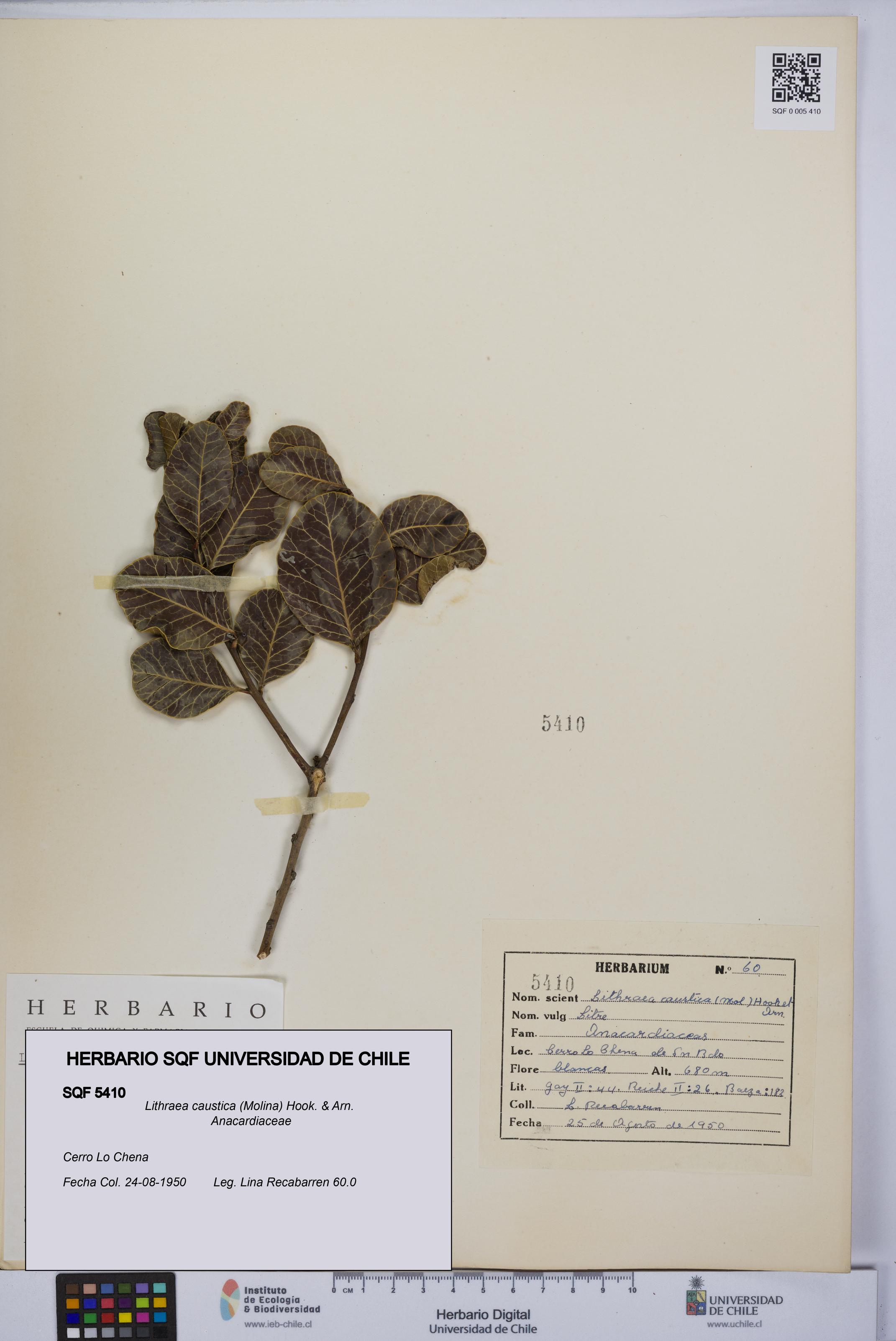 Lithraea caustica [Espécimen: UCH:SQF:0005410]