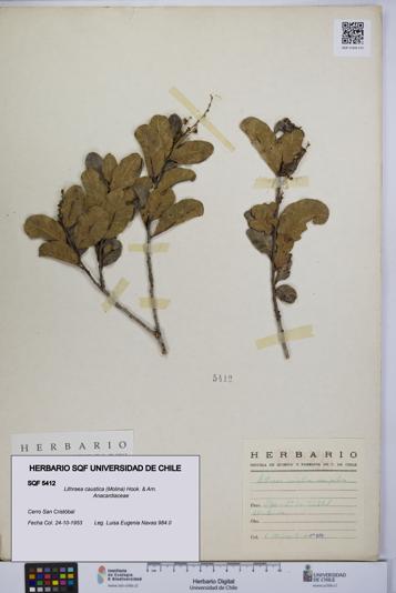 Lithraea caustica [Espécimen: UCH:SQF:0005412]