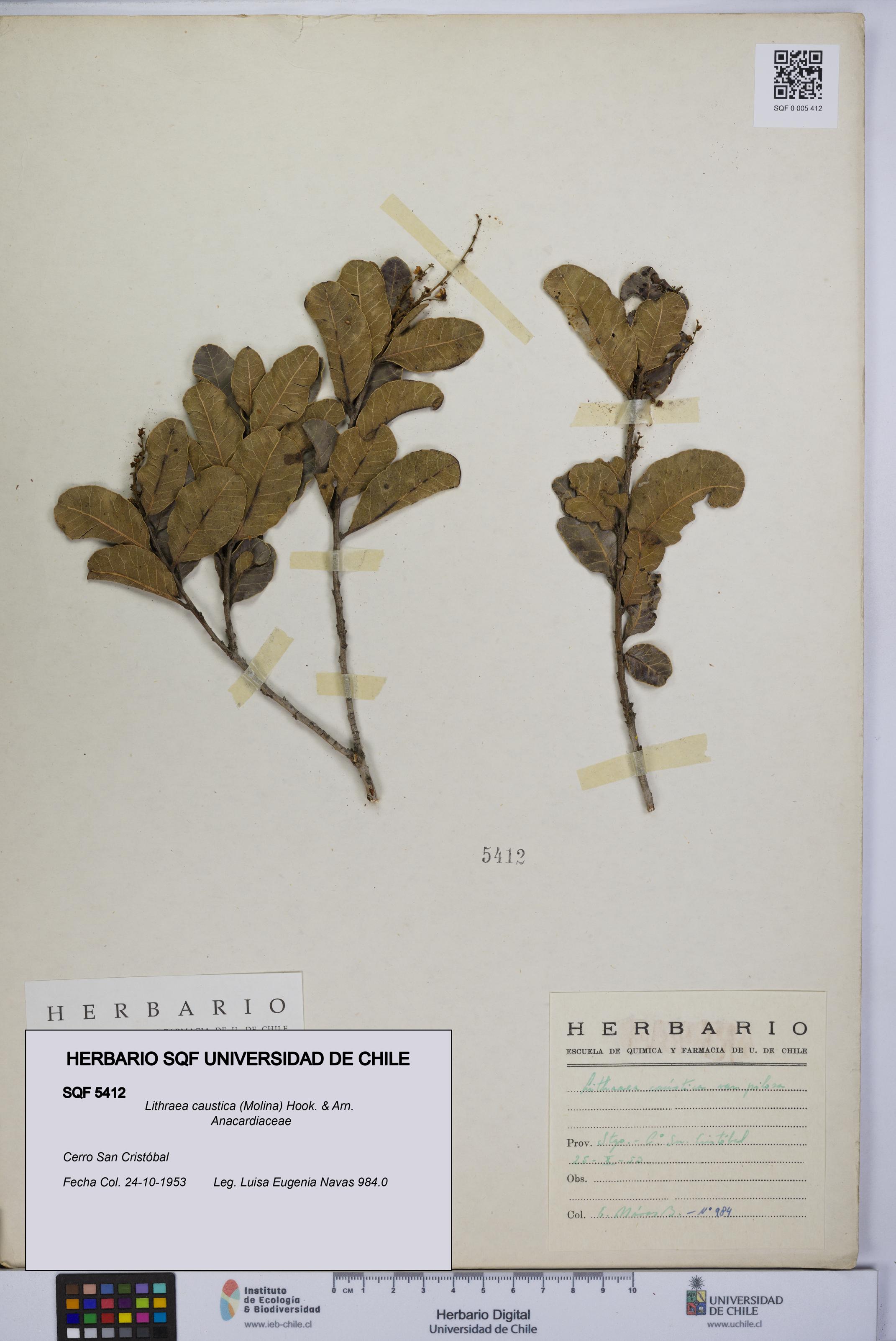 Lithraea caustica [Espécimen: UCH:SQF:0005412]