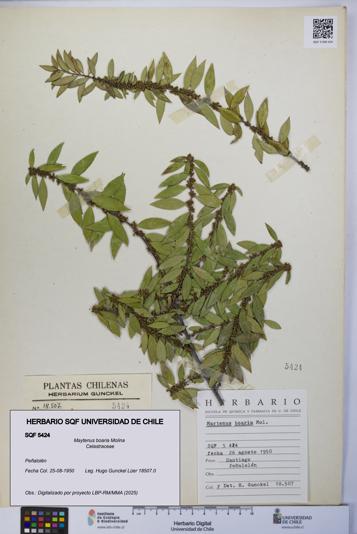 Maytenus boaria [Espécimen: UCH:SQF:0005424]