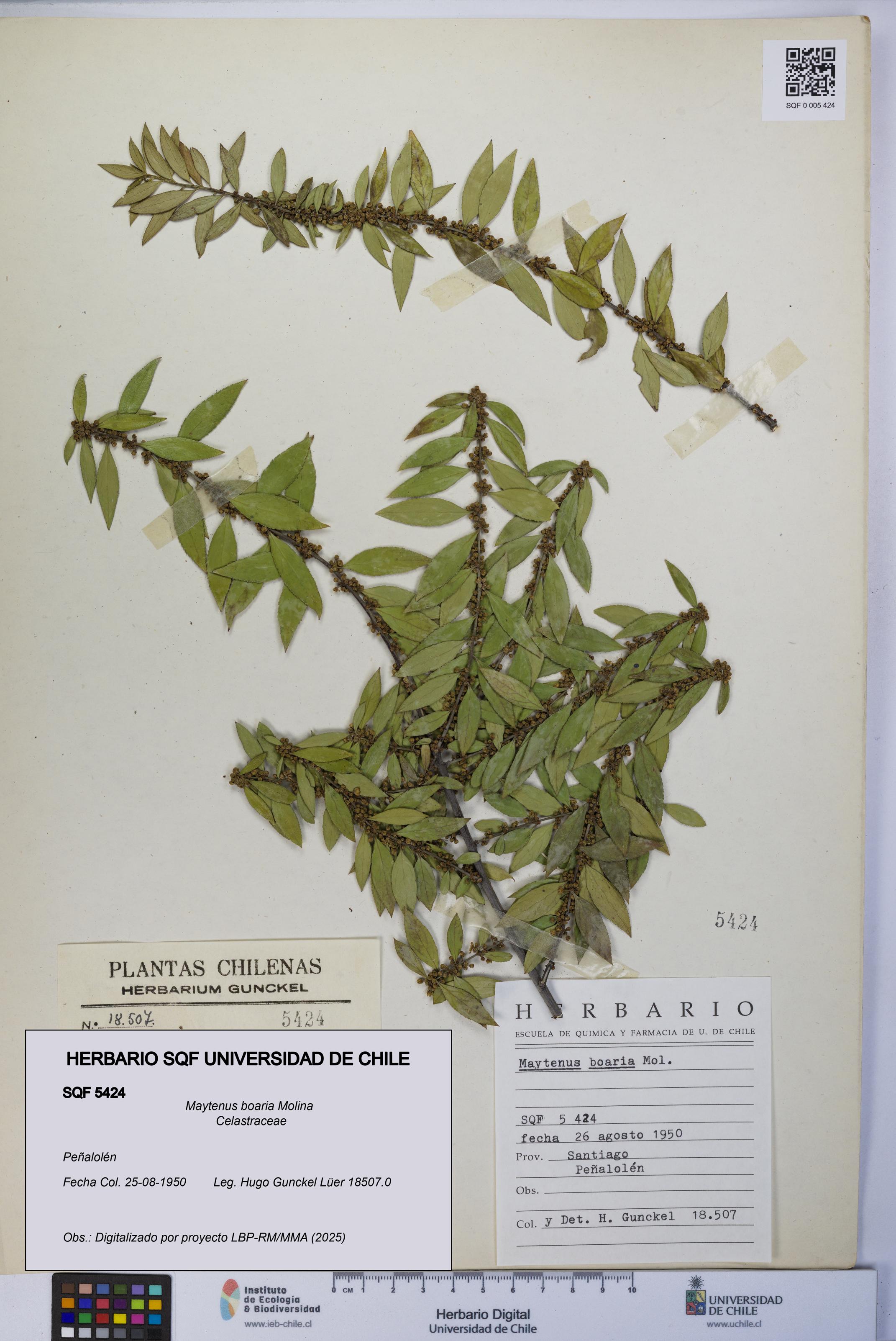 Maytenus boaria [Espécimen: UCH:SQF:0005424]